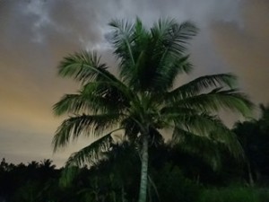 dr 2017 palm 